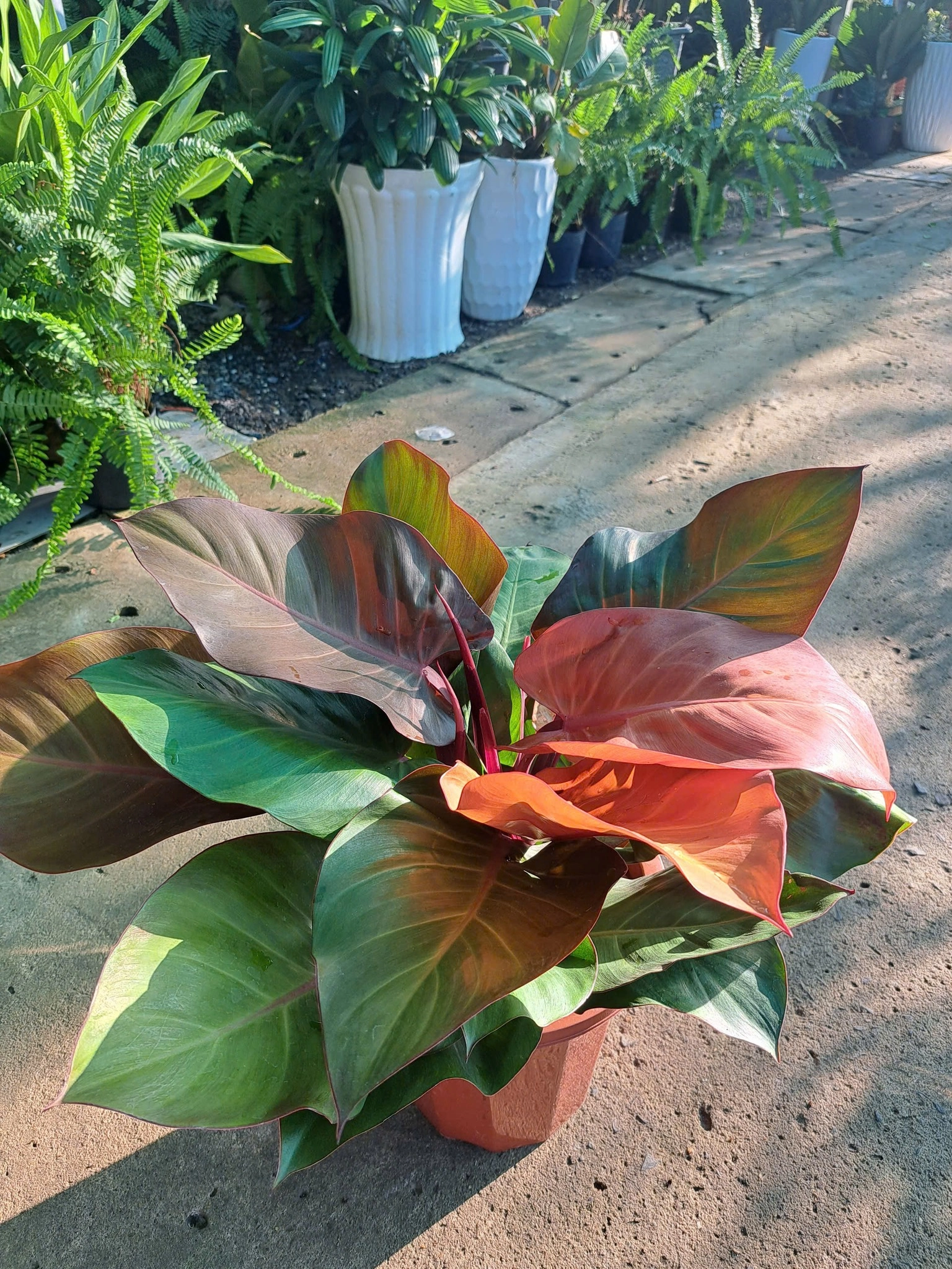 Trầu bà đế vương
