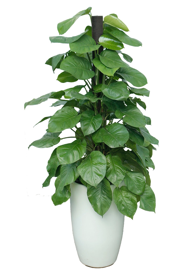 Trầu bà ống